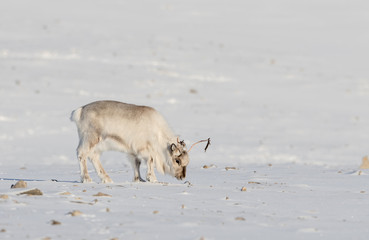 Wild Svalbard Reindeer, Rangifer tarandus platyrhynchus, searching for food under the snow at the tundra in Svalbard, Norway.