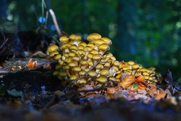 Mushrooms on a stub...