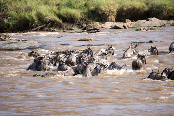 cruce rio mara en serengueti