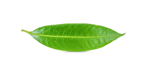 mango leaves on a white background.
