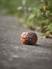 Obraz premium Rotten apple on a pathway at the beginning of autumn