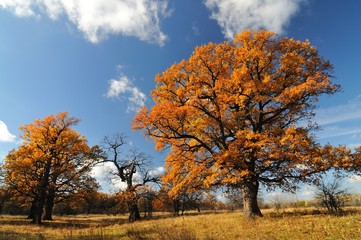 Beautiful autumn landscape of trees with leaves