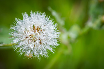 Raindrops on dandelion