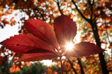 Słońce przebijające przez jesienne liście