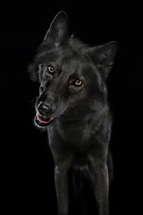 Ein Mischling aus schwarzem Hund und schwarzem Wolf. Blick in die Kamera. Studiofoto vor schwarzem Hintergrund