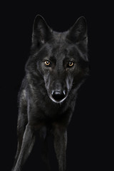 Ein Mischling aus schwarzem Hund und schwarzem Wolf. Blick in die Kamera. Studiofoto vor schwarzem Hintergrund