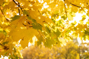 Słońce przebijające przez jesienne liście