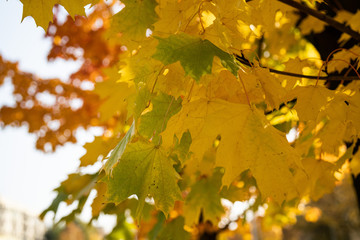 Słońce przebijające przez jesienne liście