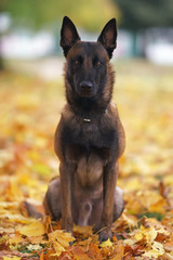 Young serious Belgian Shepherd dog Malinois with a chain collar sitting on fallen maple leaves in the park in autumn