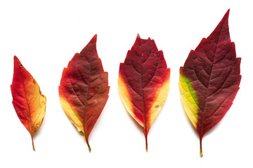 Jesienne liście na białym tle
