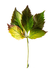 Jesienne liście na białym tle