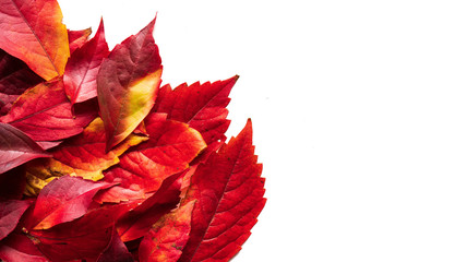 Jesienne liście na białym tle