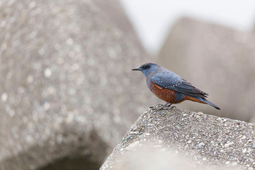 イソヒヨドリ雄