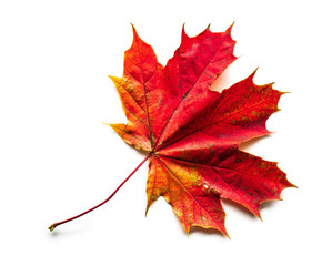 Jesienne liście na białym tle