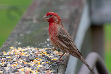 Finch eating seeds