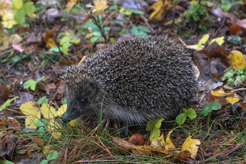 hedgehog in the autumn forest. A little hedgehog walking through autumn leaves looking straight at the camera