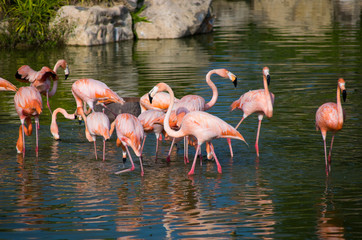 Group of flamingos standing in the water
