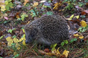hedgehog in the autumn forest. A little hedgehog walking through autumn leaves looking straight at the camera