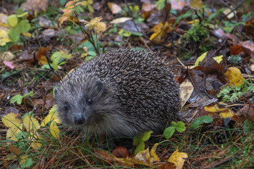 hedgehog in the autumn forest. A little hedgehog walking through autumn leaves looking straight at the camera