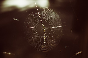 Spider web