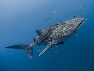 Whaleshark © Lee Jellyman