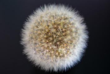dandelion on black