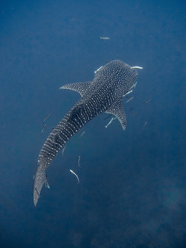 Whaleshark