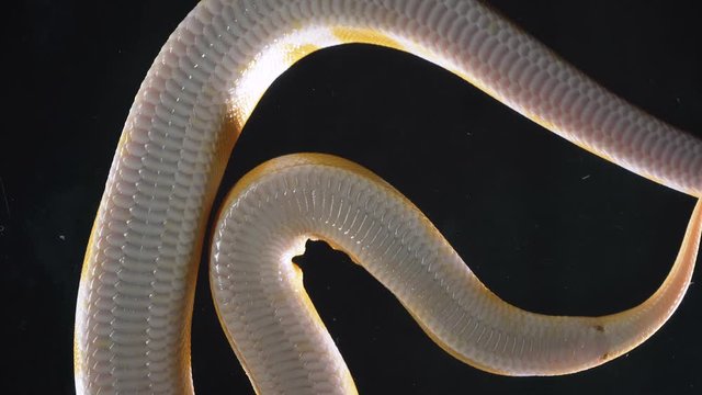 Footage of albino royal phyton