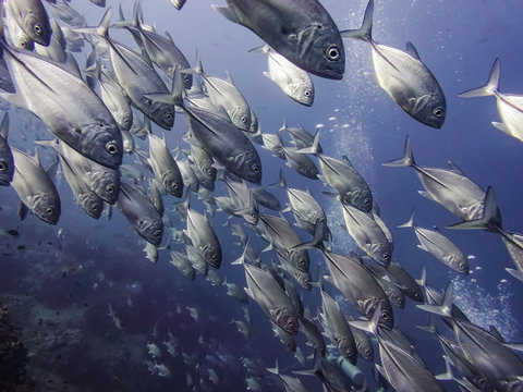 School Of Jacks
