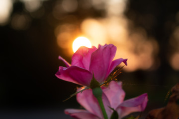 Rose at sunset