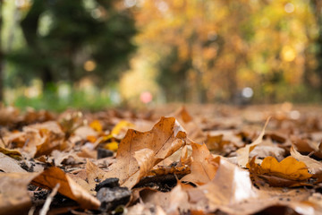 Park jesienią