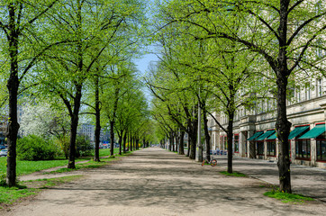 Fototapeta na wymiar pathway with trees in spring in berlin, blue sky