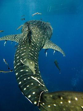 Whaleshark