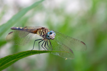 dragonfly on leaf