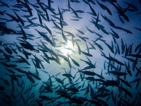 School Of Fish