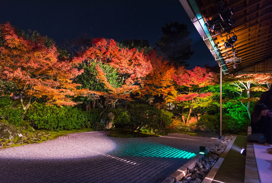 Light up at night, Autumn scenery of maple trees by majestic traditional Japanese architectures in .Shinto Shrine, Kyoto, Japan.Maple is change the color to seasonal  and leaf lighted up in garden