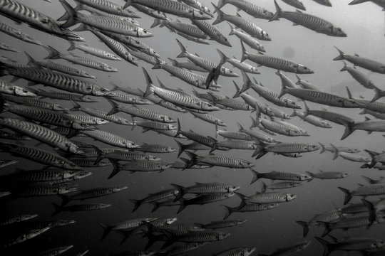Schooling Barracuda
