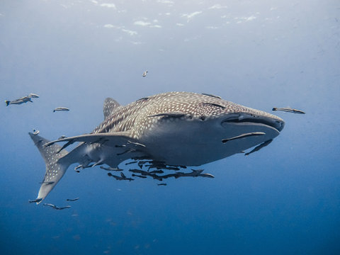 Whaleshark