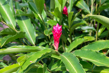 Red Ginger, Ostrich Plume or Pink Cone Ginger