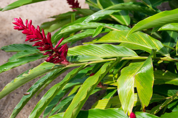 Obraz premium Red Ginger, Ostrich Plume or Pink Cone Ginger