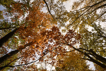 Park jesienią
