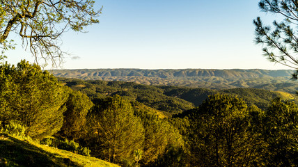 Obraz premium Amanecer en los bosque de pinos en las montañas de Sierra Morena, Cordoba
