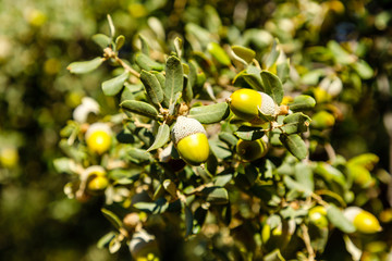 oak acorns on the tree branch