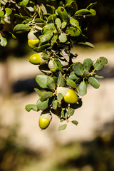 oak acorns on the tree branch