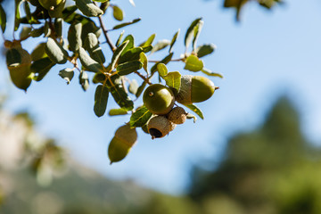 oak acorns on the tree branch