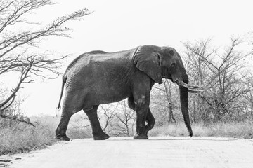 Elephant in the Kruger Nationalpark, South Africa