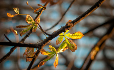 Low angle view of autumn chestnut leaves on branches