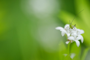 Grashüpfer auf Waldmeisterblüte