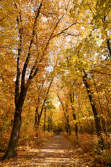 Fototapeta premium Park jesienią