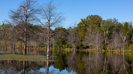 landscape of a lake in a forest with trees reflected in it